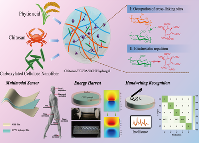 福建農(nóng)林大學(xué)黃彪教授團隊在生物質(zhì)先進材料研究與開發(fā)方面取得顯著進展
