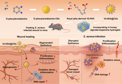 蜂源納米水凝膠 中國農(nóng)科院蜜蜂研究所助力傷口修復(fù)技術(shù)革新