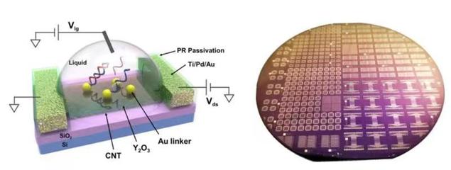 生物基材料技術(shù)研發(fā)新突破 張志勇教授團(tuán)隊(duì)受邀在國際電子器件大會作會議報(bào)告